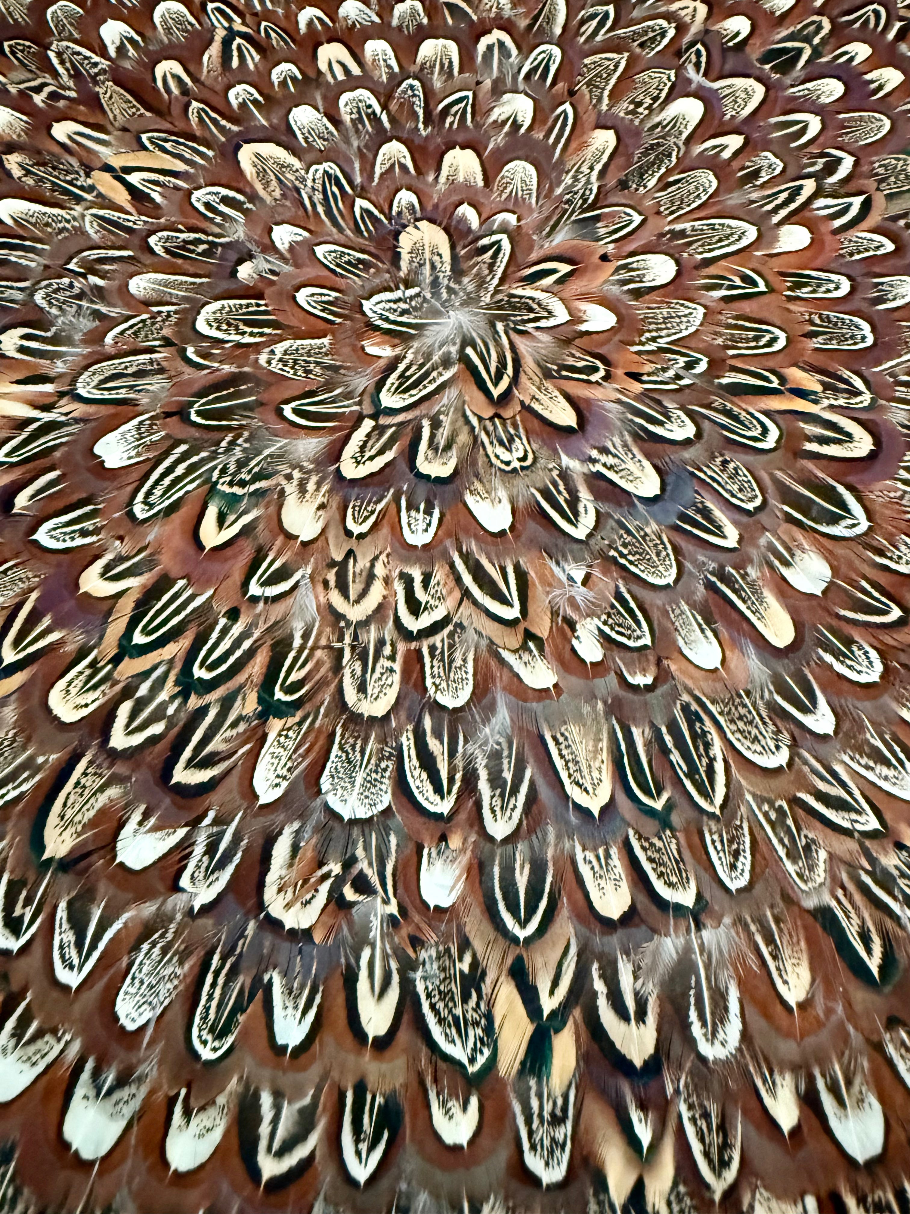 Large Brown Pheasant Feather Placemats